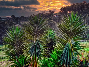 &nbsp; / El Pito (Cudillero) - Yucca aloifolia - Astúries