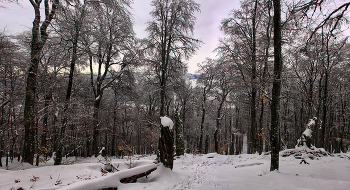 Зимний чатырдагский лес / Крым. Чатыр-Даг. Панорама