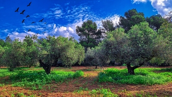 &nbsp; / Pla de Sta. Maria - La Capona (oliveres i aus) - Alt Camp