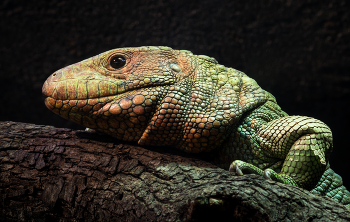 &nbsp; / A Northern Caiman Lizard .. spends most of it's time in the water!