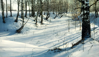 Берёзки на снегу. / Берёзки на снегу.