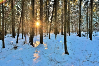 Заблудившееся между двух сосен ... / ***