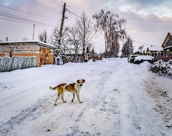 Пёс / Пёс