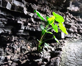 &nbsp; / Haría (Lanzarote) - Cueva de los Verdes - Illes Canàries