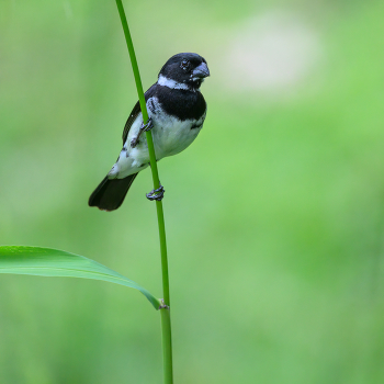 Morelet's-seedeater (m) / Morelet's-seedeater (m)