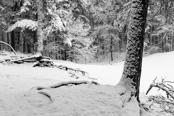 Paint in White / ***