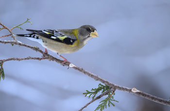 Evening grosbeak (f) / Evening grosbeak (f)