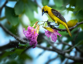 Streak-backed oriole / Streak-backed oriole