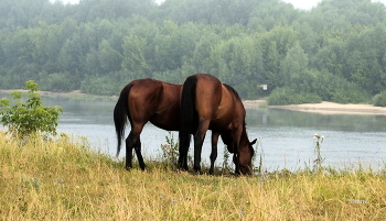 У реки. / ***