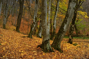 Осенний наряд / В лесу