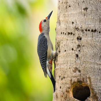 Golden-fronted Woodpecker / Golden-fronted Woodpecker