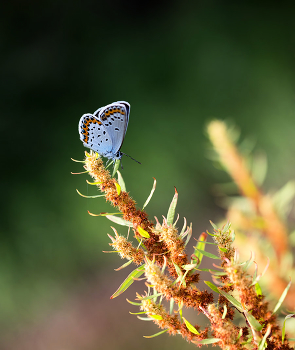 butterfly / Летнее макро на природе.