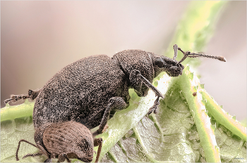 &nbsp; / Скосарь малый черный (Otiorrhynchus ovatus L.)