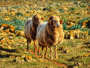 &nbsp; / Punta Nati (Camí de Cavalls) - ovelles - Menorca (Balears)