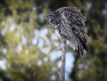 Great grey owl / Great grey owl