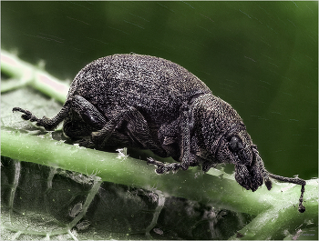 &nbsp; / Скосарь малый черный (Otiorrhynchus ovatus L.)