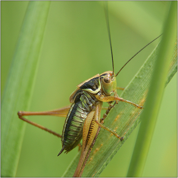 Скука на нашем лугу. / Отряд Прямокрылые (Orthoptera). 20 000 видов, из них около 80 в Европе.