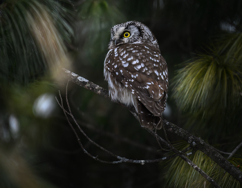 Boreal Owl / Мохноногий сыч, представленный в посте, — небольшая сова, обитающая в густых бореальных и субальпийских лесах на севере Северной Америки и Евразии, часто встречающаяся в старых лесах в качестве убежища и источника добычи.

Известный под научным названием Aegolius funereus, он был впервые описан Карлом Линнеем в 1758 году и характеризуется пятнистым коричнево-белым оперением, желтым клювом и асимметричными ушами, которые повышают его охотничьи способности.

Скрытный характер совы и удаленная среда обитания делают ее редкой для наблюдения, поскольку ее популяции колеблются из-за циклов добычи, но она не подвергается большому риску в северных регионах из-за недоступных мест размножения.