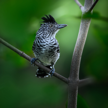 Barred Antshrike (male) / Полосатый муравьед, представленный в посте, — небольшая воробьинообразная птица из семейства тамнофилид, известная своим характерным полосатым рисунком и пушистым хохолком, обычно встречающаяся в Неотропиках от Мексики до Южной Америки, за исключением Чили и Уругвая.

Этот вид демонстрирует значительный половой диморфизм: самцы, как тот, что показан, имеют яркие черно-белые полоски, в то время как самки более красновато-коричневые, и они в основном питаются насекомыми и мелкими существами в густой листве, редко присоединяясь к смешанным стаям.