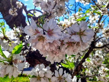 &nbsp; / Reus - ametller en flor - Baix Camp