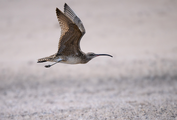 Whimbrel / Кроншнеп, представленный в посте, — перелетная куликова птица, известная своим длинным, загнутым вниз клювом и черными полосами на голове, гнездящаяся в Арктике и зимующая на побережьях по всему миру, как отмечено в Audubon Field Guide.
Длинный, изогнутый клюв кроншнепа не просто для красоты — это точный инструмент! Они используют его, чтобы глубоко проникать в песок, ил и почву, чтобы извлекать крабов, морских беспозвоночных и даже ягоды. Форма клюва, напоминающая полумесяц, вдохновила на название рода Numenius, происходящее от греческого слова «новолуние».
Маскировка: в полете кроншнепы могут выглядеть просто из-за своего коричневого оперения, но вблизи их замысловатые полосатые узоры обеспечивают отличную маскировку на фоне тундры и прибрежных ландшафтов, помогая им избегать хищников.