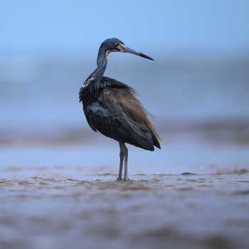 Tricolored heron / Tricolored heron