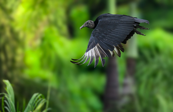 Black vulture / Black vulture