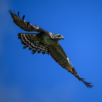 Common black hawk (juvenile) / Common black hawk (juvenile)