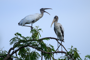 Wood Stork (juvenile) / Wood Stork (juvenile)