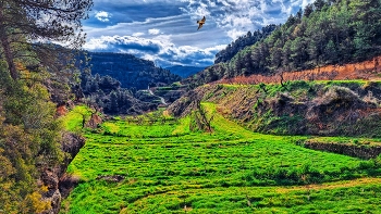 &nbsp; / La Bisbal de Montsant - camp - Priorat