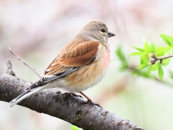 Коноплянка (Linaria cannabina) Eurasian Linnet / ***