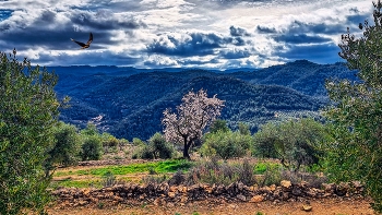  / La Bisbal de Montsant - Balcó de la Bisbal - Priorat