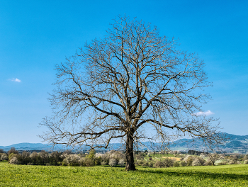  / Baum kurz vor dem austreiben