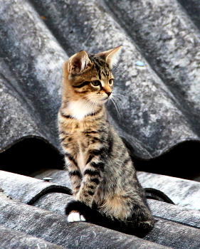 Кошечка. / Любопытная.