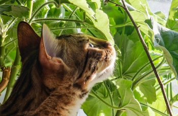 Котейка. / ***