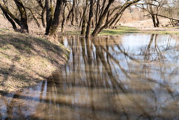 Весенняя вода, отражения. / Весна вода деревья отражения