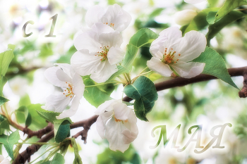 С 1 Мая! / весна, май