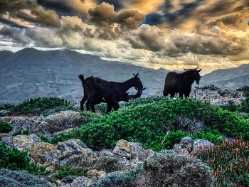  / Cavalleria - cabres - Menorca (Balears)