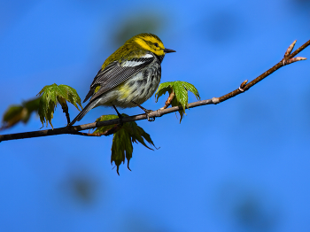 Black-throated green warbler (m) / Black-throated green warbler (m)