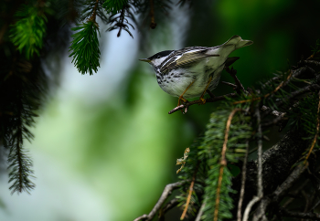Blackpoll Warbler (m) / Blackpoll Warbler (m)