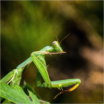 Гигиена / Обыкновенный богомол, или Богомол религиозный (Mantis religiosa). Самец