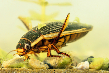  / Gelbrandkäfer( Dytiscus marginalis ),
die Taucher unter den Käfern