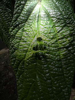 A peppery being / An offer