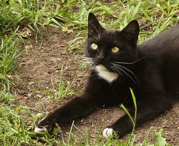 Котик / Котик