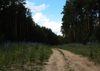 Дорога лесом / Новосибирск.