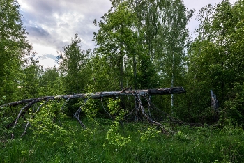 Про лес... / ***