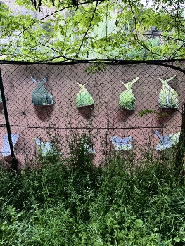 Зайчики / ***