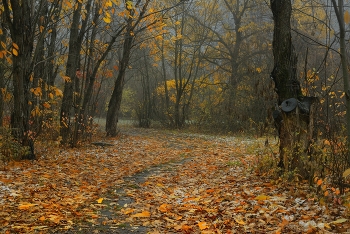 Утро в лесу / Осень