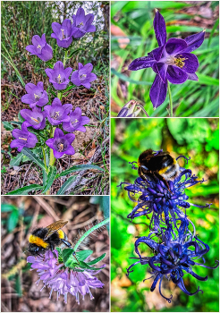 / Rojals (Montblanc) - flors a la natura - Conca de Barberà