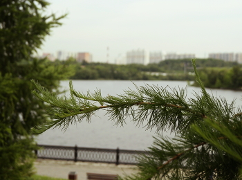 Колючий мостик / Колючий мостик